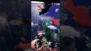 my fishes feed boiled eggshort viralvideo shortsfeed viralfish aquariumfish video fishvideo [upl. by Tallou840]