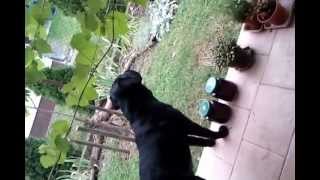 Labrador barking loud [upl. by Aurlie]