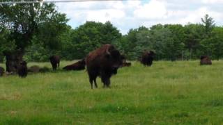 Curious Bison [upl. by Ogir]