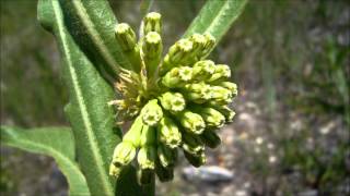 Green Comet Milkweed for sale [upl. by Reinhardt352]