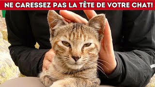 Réfléchissez à deux fois avant de caresser la tête de votre chat – Des faits surprenants révélés [upl. by Rice]