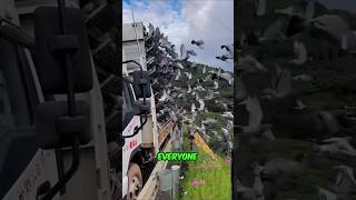 This Man Released Thousands Of Pigeons From The Truck [upl. by Artened]