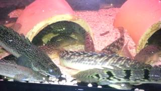 Upper jaw bichirs feeding [upl. by Wulf]