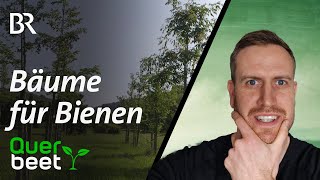 Reaktion auf Bäume für Bienen von Querbeet Welche Bäume nützen unseren Insekten wirklich [upl. by Woodberry]