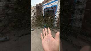 Moor ne par phula diye minizoo pets peacock minivlogs [upl. by Raf]