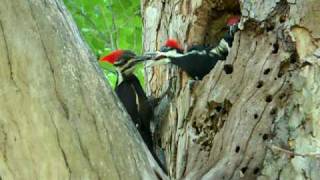 Pileated Woodpecker feeding Her Baby [upl. by Clower]