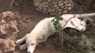 Israel Canaan dog mixed with Saluki dog [upl. by Wylie14]