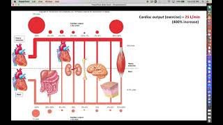 Blood Supply  Rest vs Exercise [upl. by Mafalda625]