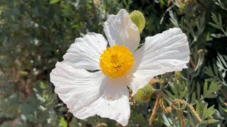 Growing Matilija poppies successfully for years in San Diego [upl. by Fesuy878]