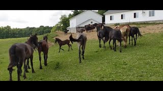 Buying a Horse from the Amish [upl. by Enyleuqcaj]