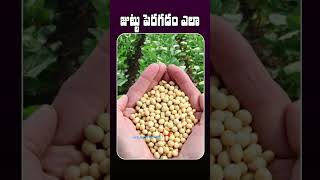 Best Hair Growth Tips  జుట్టు పెరగడం ఎలా  Healthcare  Nachural Tips  Manthena Satyanarayana [upl. by Llerdnek]