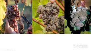 Matthew Horsley on botrytis in wine [upl. by Anirtik964]