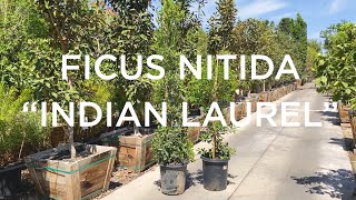 Moon Valley Nurseries Versus The Competition Ficus Nitida Columns [upl. by Haram]