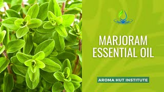 Marjoram Essential Oil Uses and Benefits [upl. by Jonny]