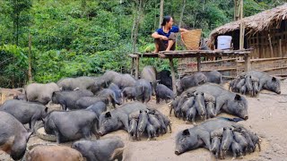 Full video 100 days A 5year journey of raising pigs in the forest Isolated life [upl. by Thill]