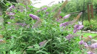 Proper Care of a Butterfly Bush  Buddleja Davidii [upl. by Ecirahc]