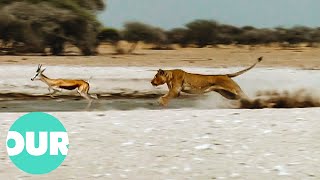 Pride of Lions Pounce On Springbok At Water Hole  Our World [upl. by Petrine]