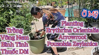 🇺🇲87Trồng Vông NemThuốc DòiBình Tinh Planting Erythrina OrientalisPouzolzia ZeylanicaArrowroot [upl. by Abigael]