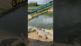 captive crocodile enrichment microfacts [upl. by Campbell]