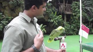 Singapores Patriotic Birds  The Worlds Largest Bird Park [upl. by Ketchum]