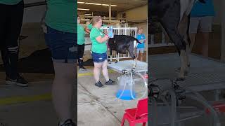 How To Milk a Goat Part 4 of 5 dairy dairyfarm goatfarming farming milk milking wisconsin [upl. by Naivart]