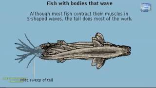 FISH LOCOMOTION DIFFERENT WAYS OF FISH SWIMMING ANIMATION WELL EXPLAINED [upl. by Durst752]