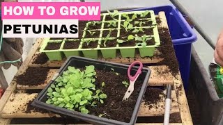 ✅ How to Grow Petunias from Seed  Start to Finish [upl. by Adali]