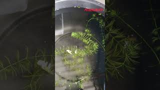 Chinese Paradise gorami babiestrending youtube tropicalfish viralvideo ytshorts aquarium yt [upl. by Aratak]