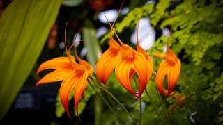 Orchid  Flowers  Amazing color of Nature [upl. by Greerson363]