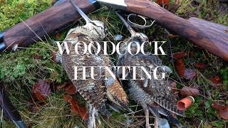 Woodcock Shooting in Scotland over English Setters [upl. by Odnanreh]