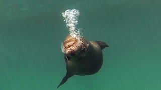 Concha de Perla Snorkeling  Galápagos [upl. by Nahtannhoj]