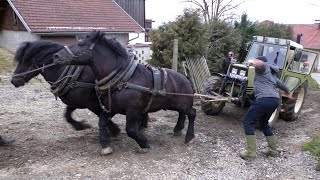 Konji Jasmina Babića izvukli Tractors Hürlimann od 5000 kg u teškoj strani [upl. by Pembrook]