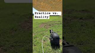 Roping cattle Practice vs Reality [upl. by Daraj]