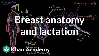 Breast anatomy and lactation  Reproductive system physiology  NCLEXRN  Khan Academy [upl. by Jodi]