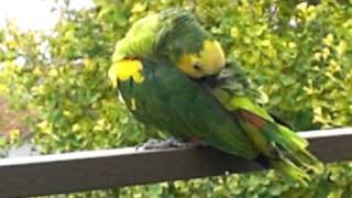 Blue Fronted Amazon Parrot [upl. by Aylatan]