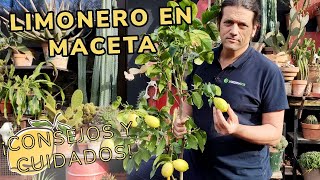 LIMONERO en MACETA  Consejos y cuidados para cultivar este cítrico  Jardinatis [upl. by Day726]