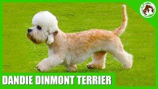 Uncovering the Surprising Facts Behind the Dandie Dinmont Terrier [upl. by Noved]