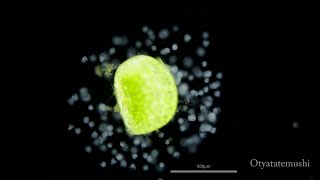 ミジンコウキクサに付着したツリガネムシ Vorticella on Wolffia globosa [upl. by Dupuis]