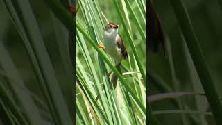 yellow eyed babbler [upl. by Anoyi]