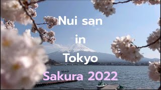 รวมคลิปชมซากุระ Meguro  Kawaguchiko Sakura 2022  Nui san in Tokyo [upl. by Lissak]