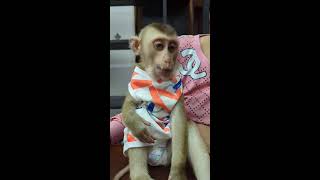 Today Mom Made Chicken soup to Provide Nutrition for Monkey Bryan😍🙉 monkey cutemonkey monkeylove [upl. by Ahsirk]