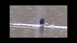 cormorant tries to eat a Big fish [upl. by Asirb]