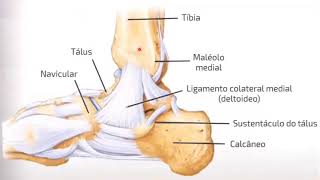 Ossos articulações e ligamentos do pé [upl. by Esenaj]