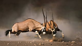 gemsbok sound  gemsbok vs lion  gemsbok dark souls gulflife1 gemsbok zoo viralvideo [upl. by Mastic]