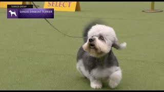 Dandie Dinmont Terriers  Breed Judging 2023 [upl. by Lavud]