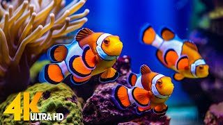 Aquarium 4K VIDEO ULTRA HD 🐠 Beautiful Coral Reef Fish  Relaxing Sleep Meditation Music [upl. by Ardnuek]