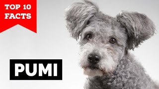 Pumi  Top 10 Facts [upl. by Inahteb]