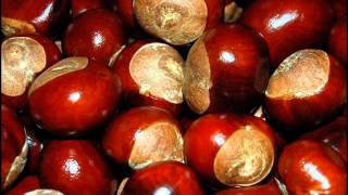 Conkers [upl. by Eimia]