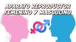 Órganos del aparato reproductor femenino y masculino [upl. by Naus]