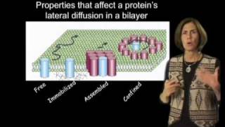 Jennifer LippincottSchwartz NIH Part 2 Photobleaching and Photoactivation [upl. by Sucul]